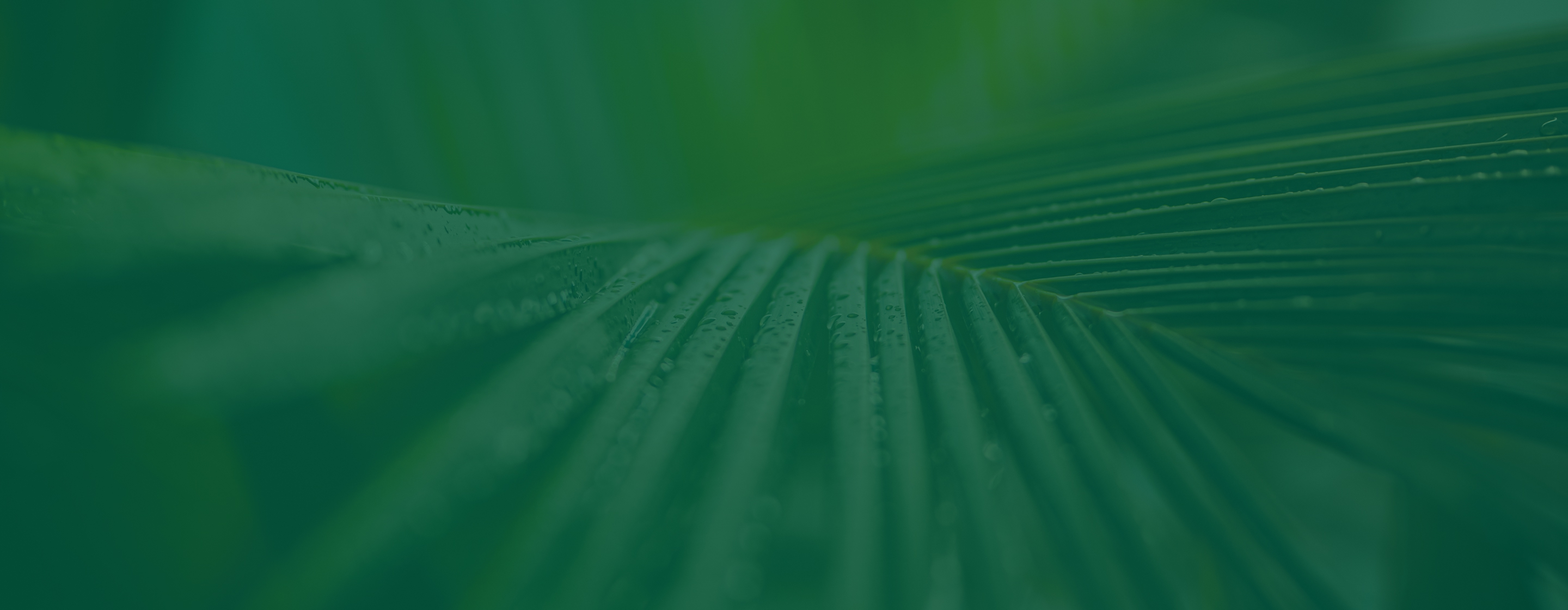 Hylee Capital abstract green background