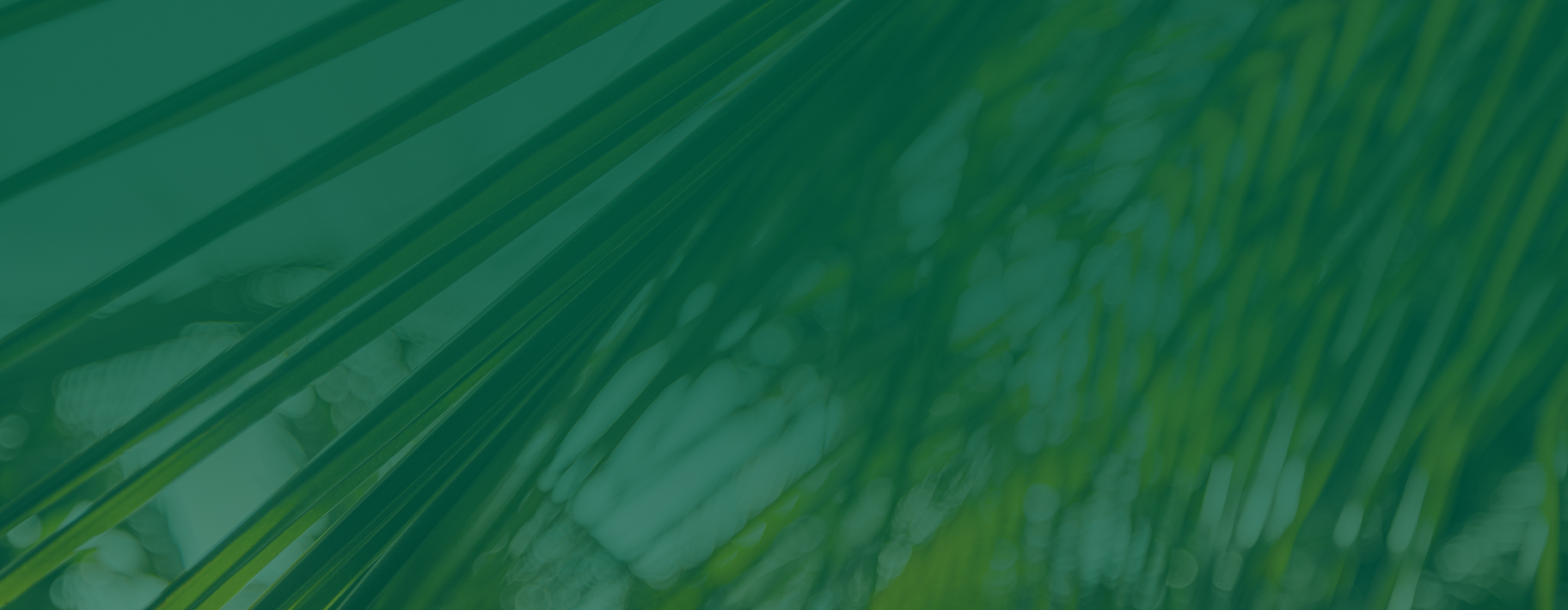 Hylee Capital abstract green background
