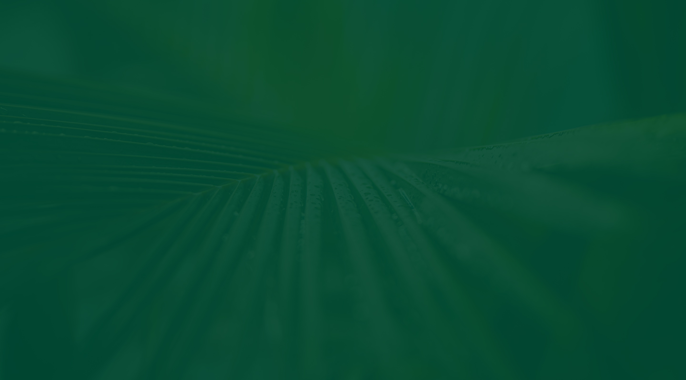Hylee Capital abstract green background