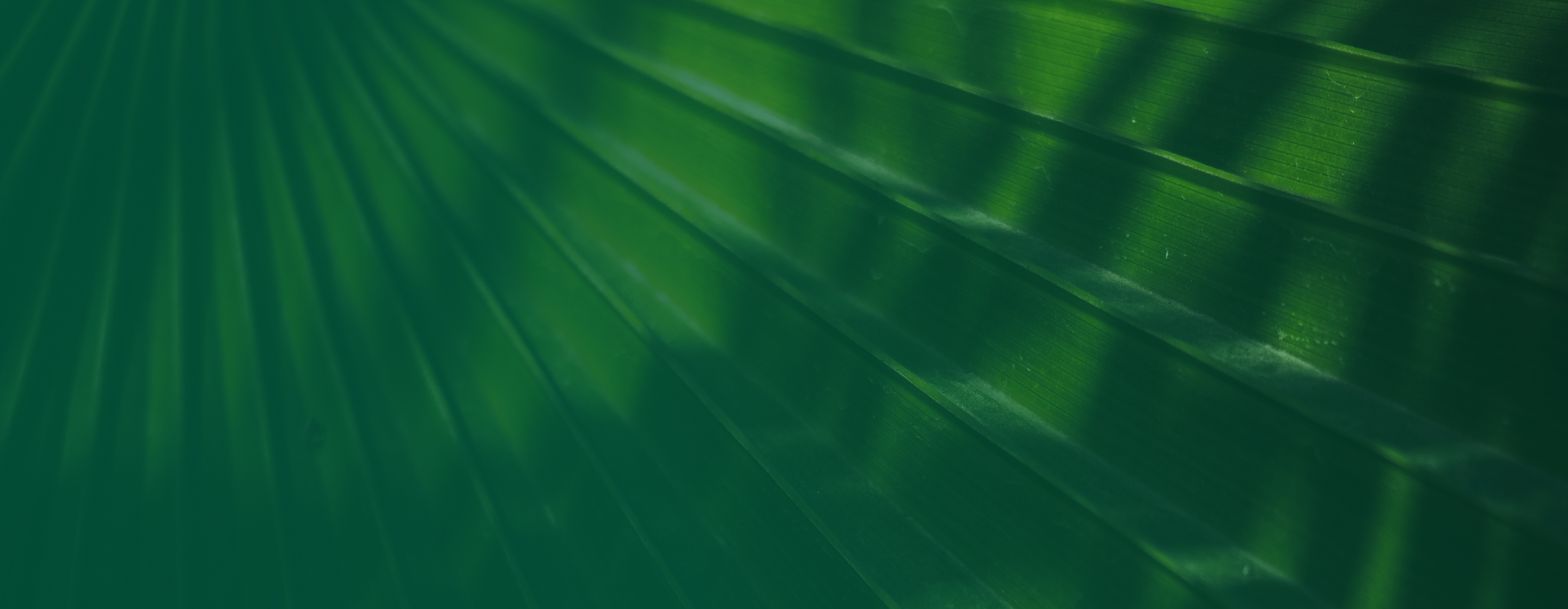 Hylee Capital abstract green background