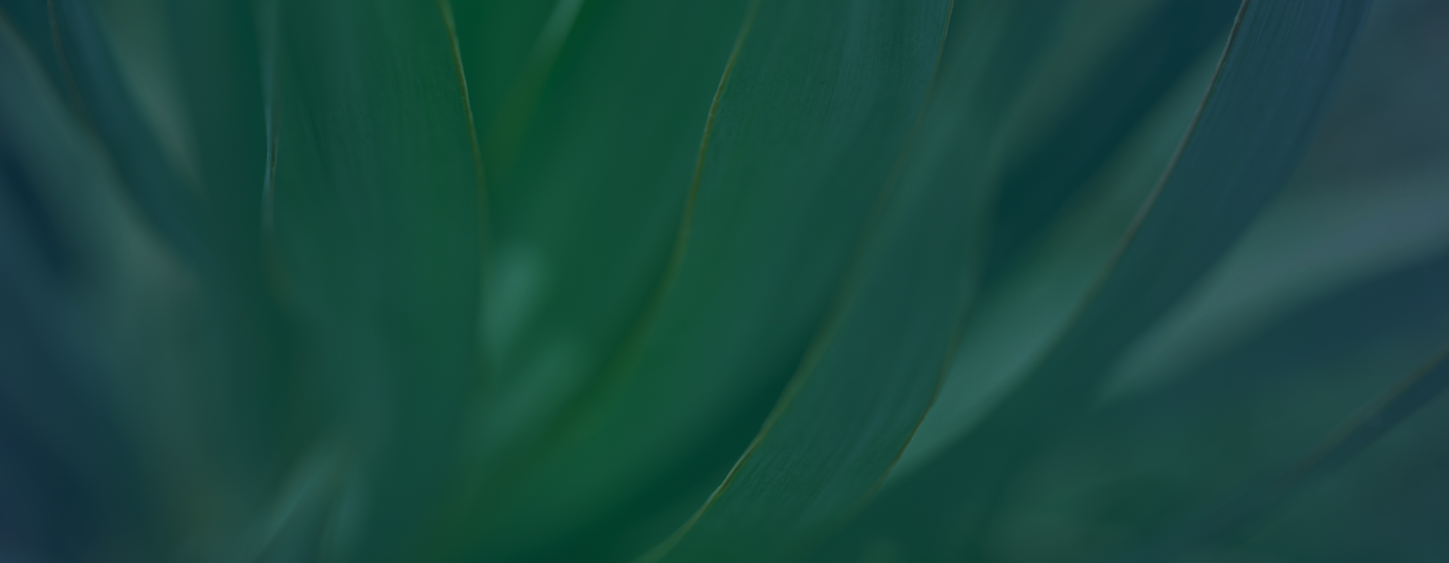 Hylee Capital abstract green background