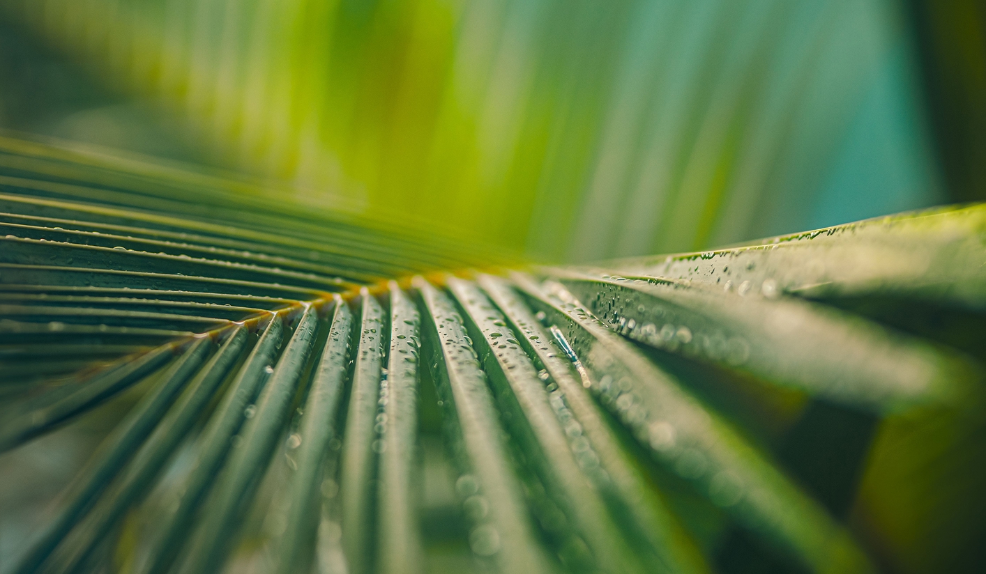 Hylee Capital abstract green background